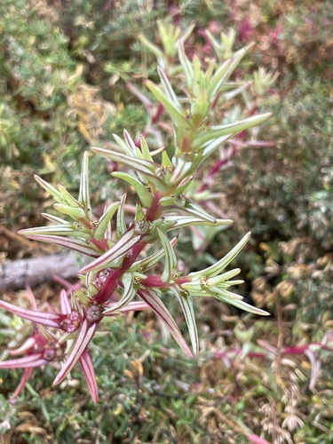 Image of Salsola soda by (c) Rajan Rao, some rights reserved (CC BY)