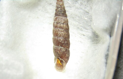 Clausilia pumila observed 2024-09-21