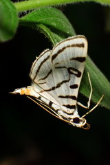 Conchylodes ovulalis
