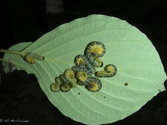 Macremphytus tarsatus