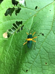 Paryphes