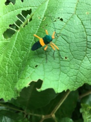 Paryphes