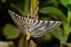 Conchylodes ovulalis