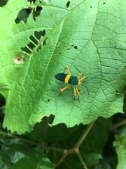 Paryphes