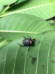 Canthon septemmaculatus