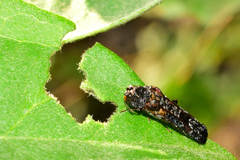 Omochyseus terminalis