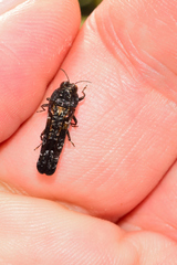 Omochyseus terminalis