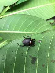 Canthon septemmaculatus