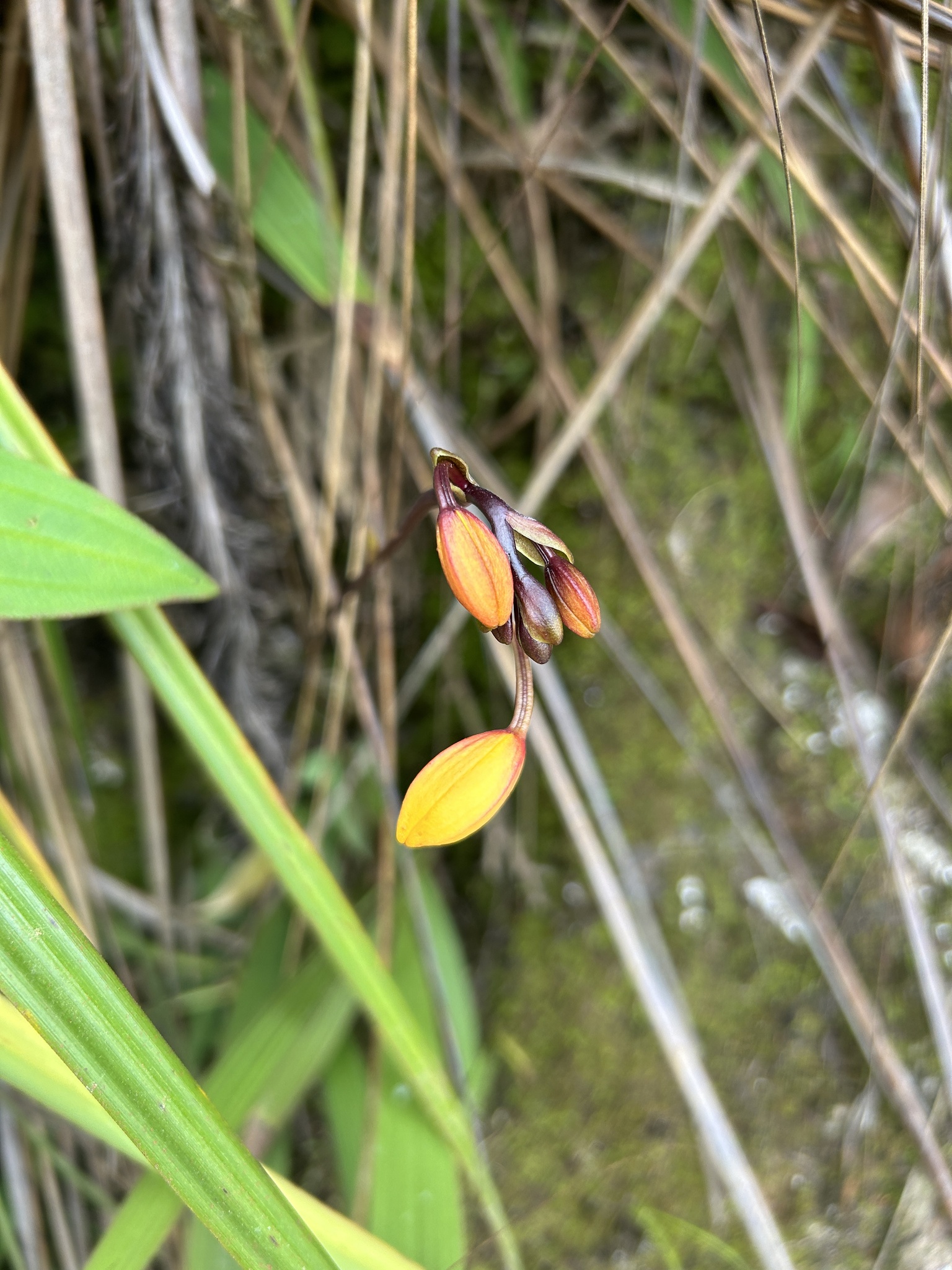 Spathoglottis aurea