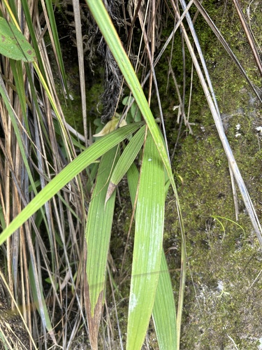 Image of Spathoglottis Aurea (Spathoglottis aurea) by (c) eustreptospondylus, some rights reserved (CC BY)