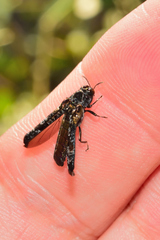 Omochyseus terminalis