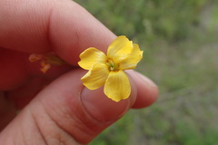 Oxalis texana