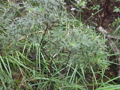 Leucopogon fasciculatus