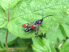 Synanthedon formicaeformis