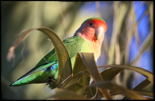 Foto de Rosy-faced Lovebird