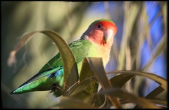 Rosy-Faced Lovebird photo 4