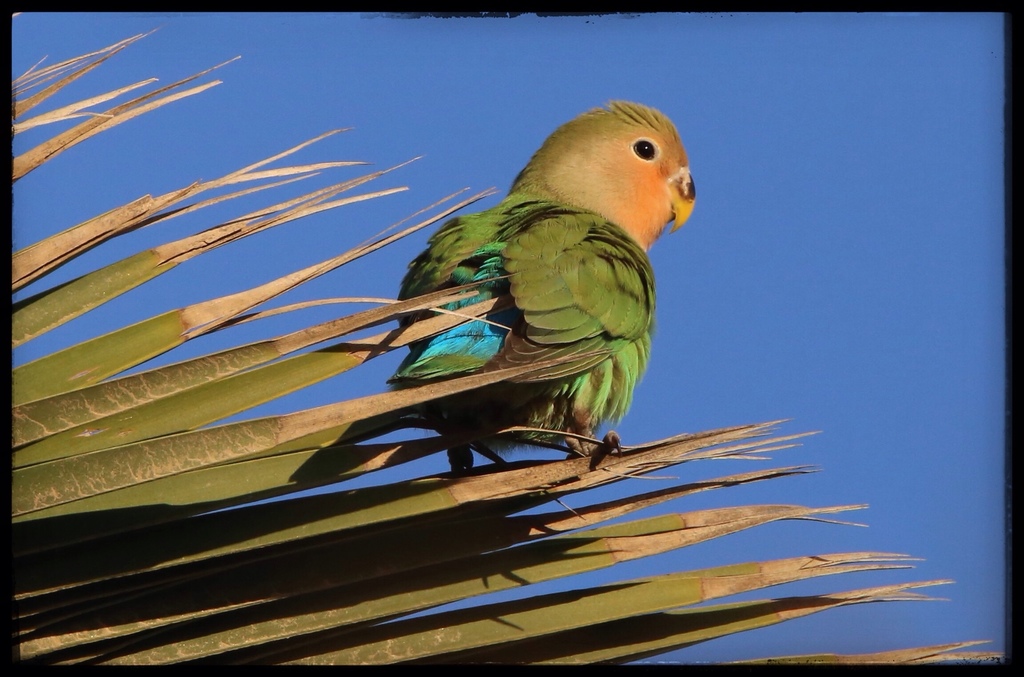 Rosy-Faced Lovebird