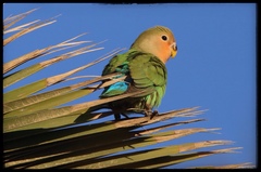 Rosy-Faced Lovebird photo 1