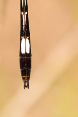 Brechmorhoga praecox