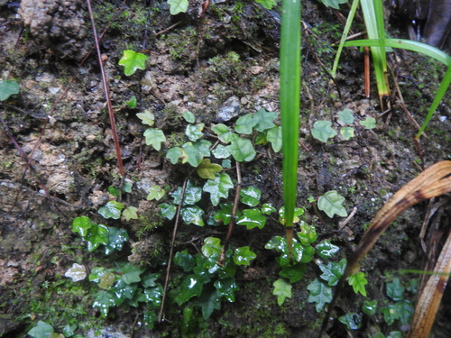Ficus thunbergii iNat (2)