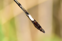 Brechmorhoga praecox