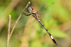 Brechmorhoga praecox