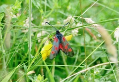 Zygaena lonicerae
