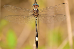 Brechmorhoga praecox