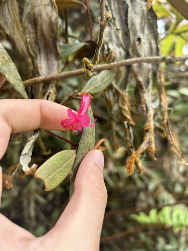 Rhododendron malayanum, photograph 3