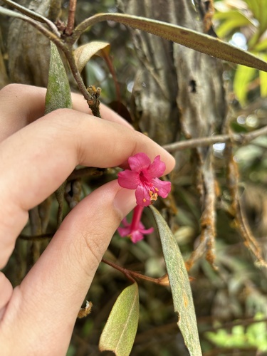 Rhododendron malayanum, photograph 4