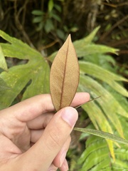 Rhododendron malayanum, photograph (c) eustreptospondylus, some rights reserved (CC BY)