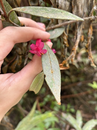 Rhododendron malayanum, photograph 5