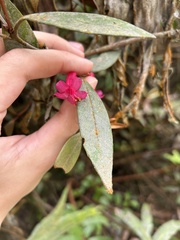 (c) eustreptospondylus, some rights reserved (CC BY) Rhododendron malayanum, photograph (c) eustreptospondylus, some rights reserved (CC BY)