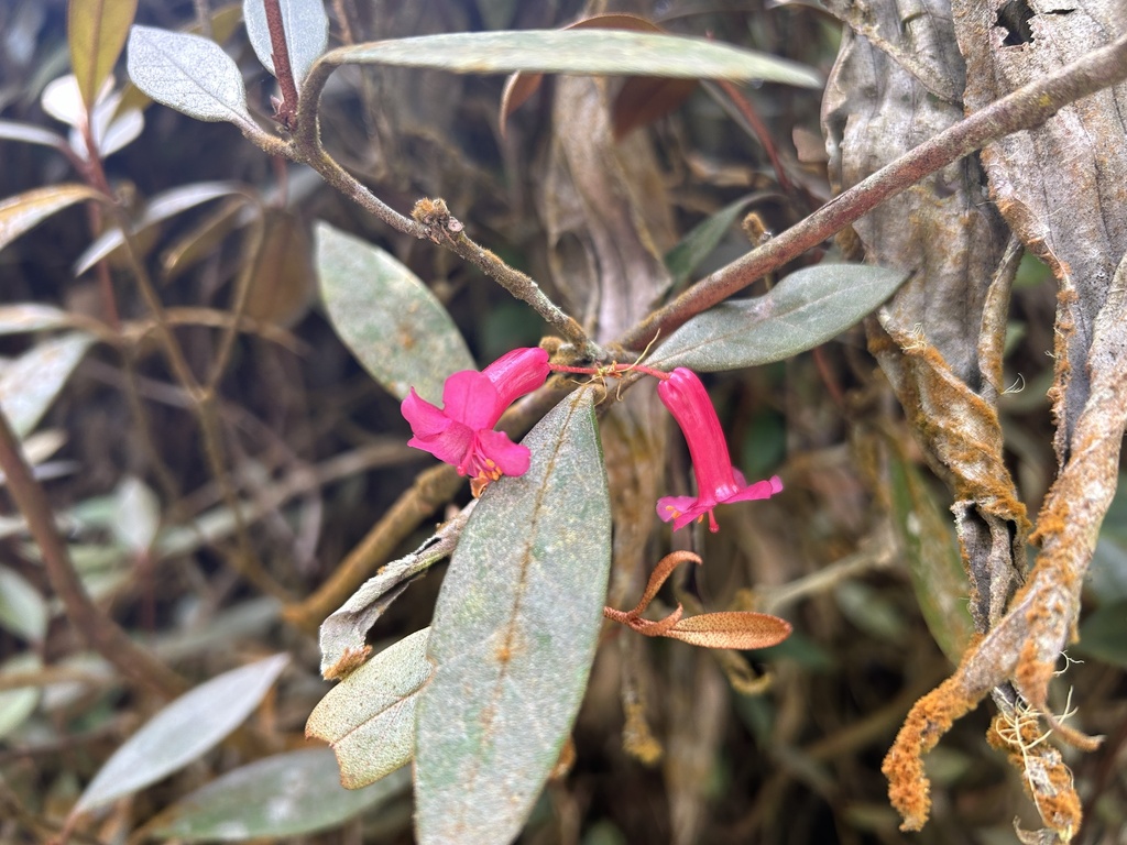 Rhododendron malayanum; photograph (c) eustreptospondylus, some rights reserved (CC BY)