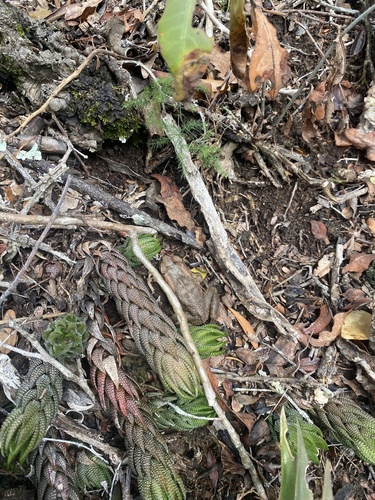 Haworthiopsis coarctata var. tenuis