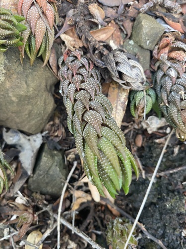 Haworthiopsis coarctata var. tenuis 2