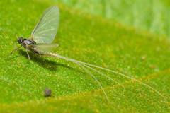 Pterygota