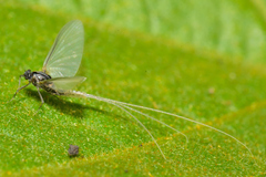 Pterygota