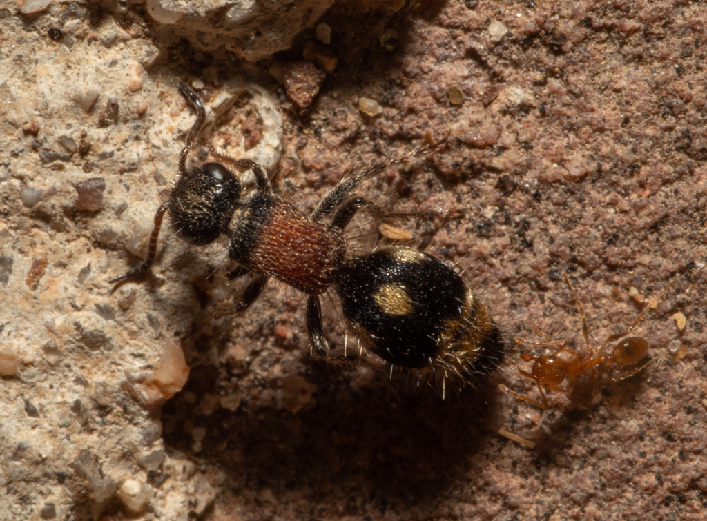 Ephutomma montarcense