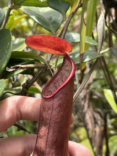 Nepenthes tobaica