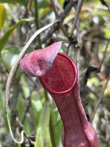 Nepenthes tobaica