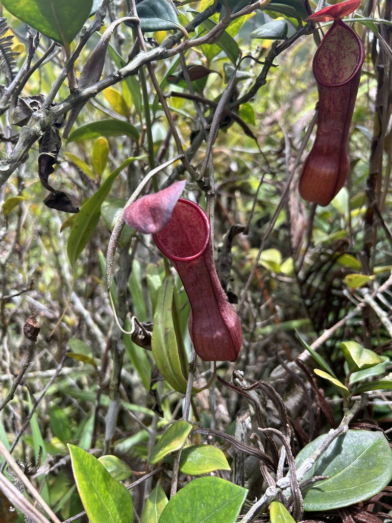 Nepenthes tobaica, Каро, Северная Суматра, Индонезия