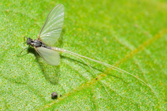 Pterygota