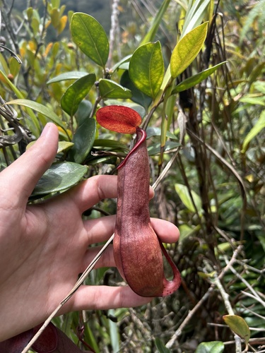 Nepenthes tobaica