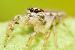 Salticidae