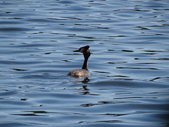 Podiceps cristatus