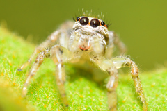 Salticidae