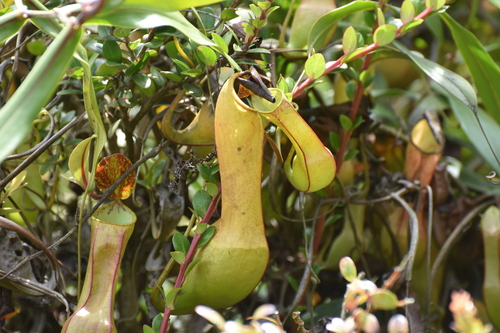 Nepenthes tobaica