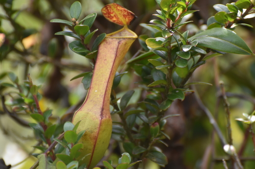 Nepenthes tobaica