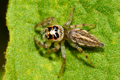 Salticidae
